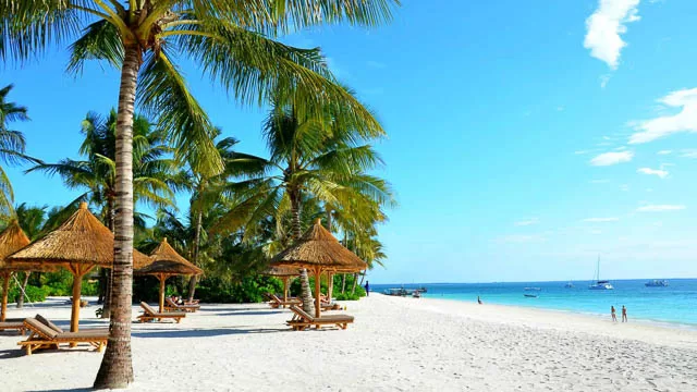 palm trees and small sheds on white sand beach on zanzibar islands, tanzania