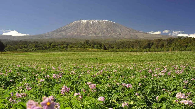 green surrounding with flowers in front of mount kilimanjaro on machame route, tanzania