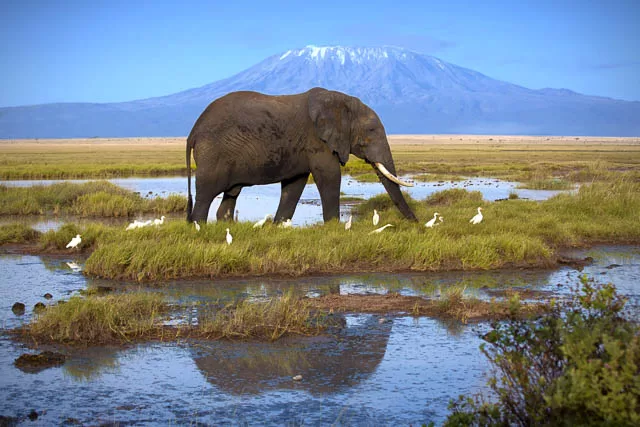 elephant at a water body on the background of mount kilimanjaro, tanzania
