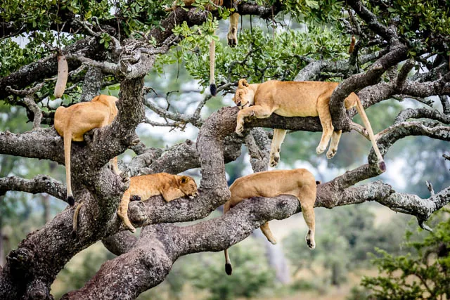 pride of lions napping on a tree in serengeti national park, tanzania