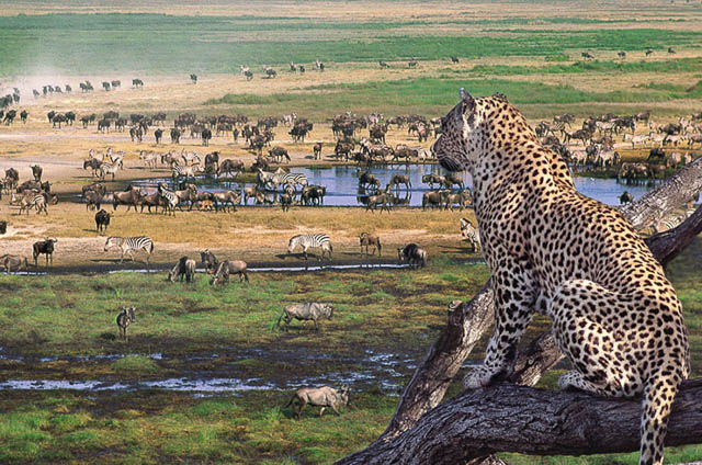 a leopard enjoying the wild view from a tree in serengeti national park, tanzania