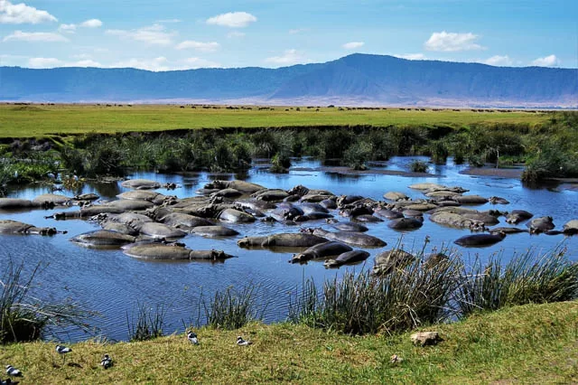 a bloat of hippos resting on a water body near ngorongoro crater, tanzania