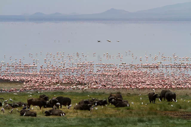 flamingos and buffalo near lake manyara, tanzania