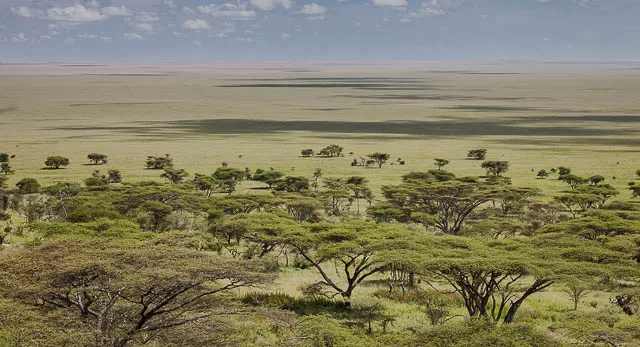 trees in serengeti savannah plains in tanzania