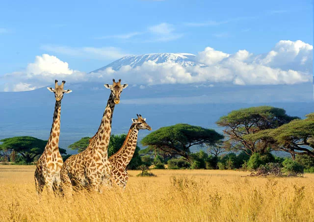 three giraffe on mount kilimanjaro background in national park of kenya, africa