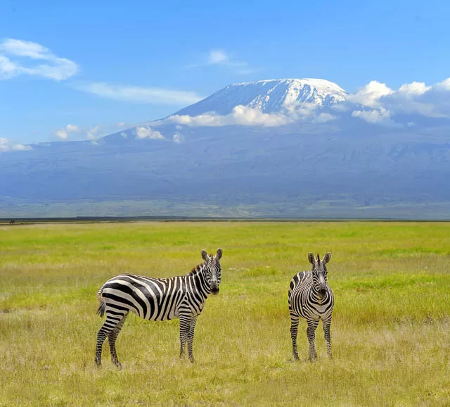 zebra on background mount kilimanjaro in the national reserve nearby, tanzania