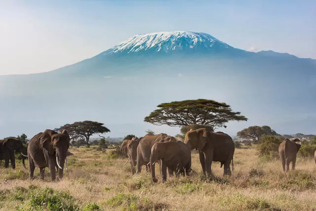 herd of elephants on grassland with mount kilimanjaro as background, tanzania