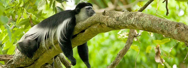 colobus monkey resting on a tree branch of arusha national park, tanzania