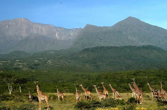 group of giraffe at the base of mount meru in arusha region, tanzania