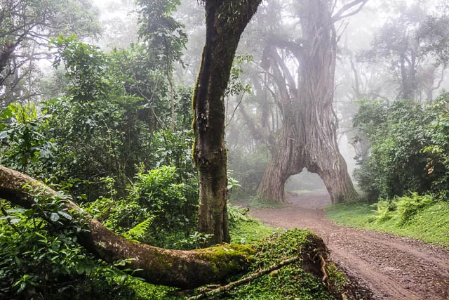 fig tree arch in the foggy forests of arusha national park, tanzania