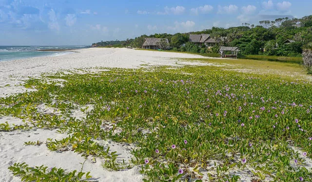 white sand beach near ras kutani camp in dar es salaam, tanzania