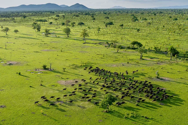 aerial view of animals on green pastures of selous game reserve, tanzania