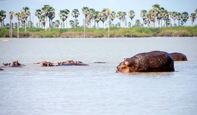group of hippos in the water in selous game reserve, tanzania
