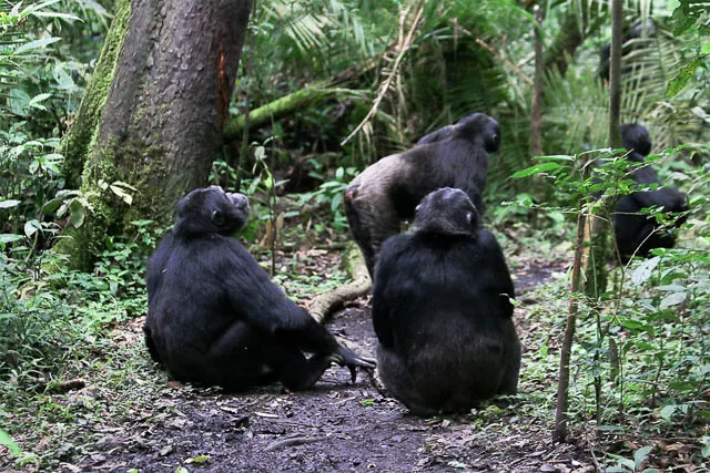chimpanzee family in kalinzu forest, uganda