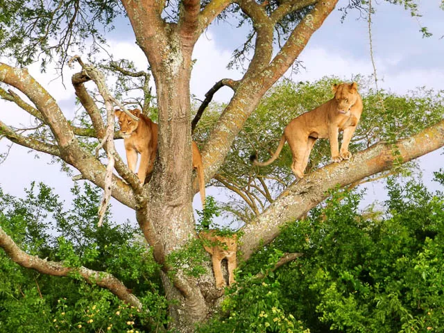 three tree-climbing lioness in queen elizabeth national park, uganda