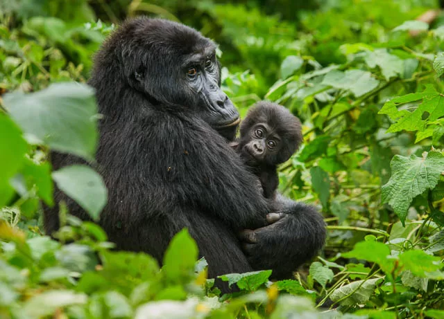 female mountain gorilla with a baby in bwindi impenetrable forest national park, uganda