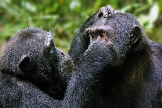 common eastern chimpanzees grooming each other in kibale national park, uganda