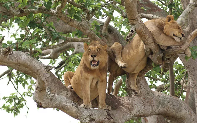 two tree climbing lions in ishasha sector of queen elizabeth national park, uganda