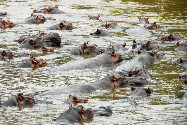 bloat of hippos relaxing on ishasha river near queen elizabeth national park, uganda