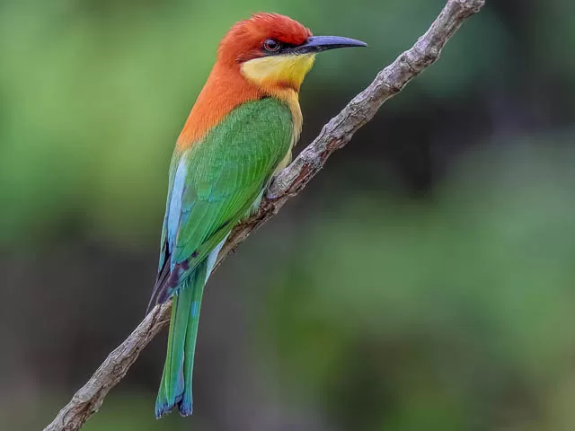 blue-tailed bee eater in the northern plains of india