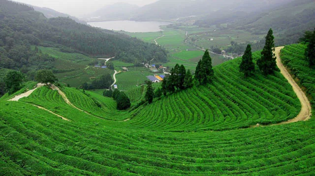 a small road in between the tea gardens of darjeeling, west bengal