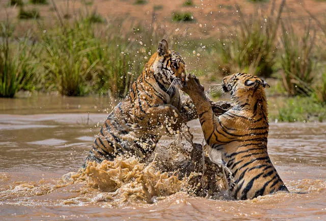 two tigers playing on a waterhole in bandhavgarh tiger reserve, madhya pradesh