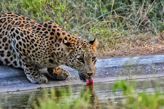a leopard quenching its thirst in jhalana leopard safari park in jaipur, rajasthan