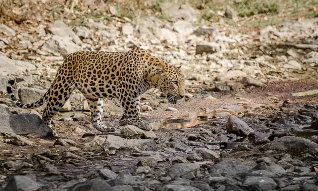 a leopard strolling in jhalana leopard safari park in jaipur, rajasthan