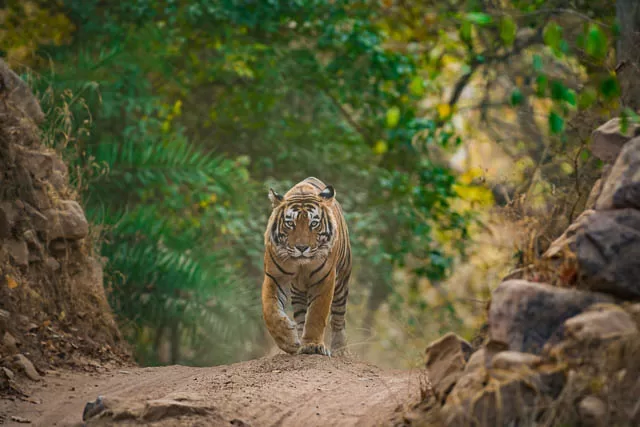a handsome male tiger on a stroll in ranthambore national park near sawai madhopur, rajasthan