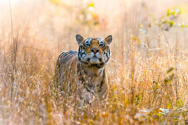 a wild male tiger around the grasslands of kanha national park, madhya pradesh