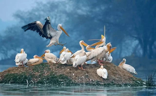 group of pelicans on a water body in bharatpur bird sanctuary, rajasthan