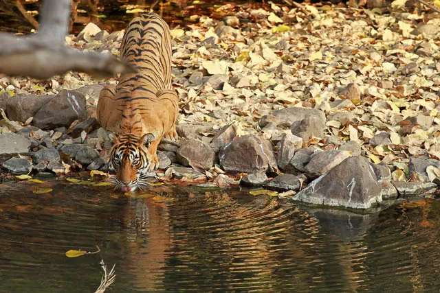 bengal tiger drinking water from a waterhole in ranthambore national park