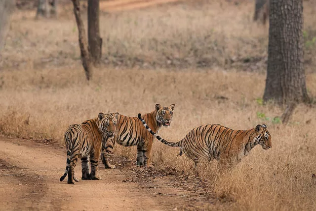 group of bengal tigers in kabini nagarhole tiger reserve, karnataka