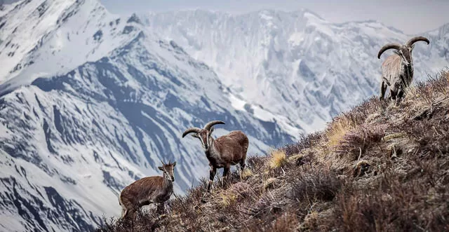 snow filled mountain behind himalayan blue sheep in ladakh