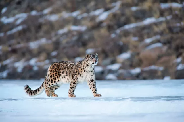 snow leopard walking on an ice sheet in ladakh