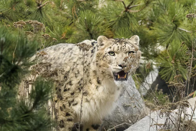 closeup of male snow leopard walking between rocks