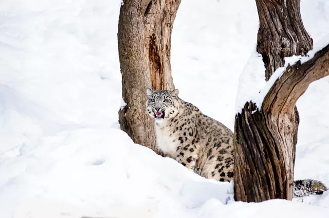 snow leopard hiding between branches in the forests of ladakh