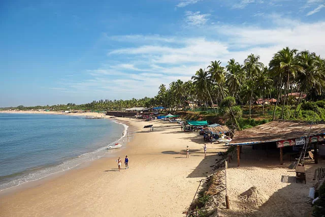 palm trees lined up near a beach in goa