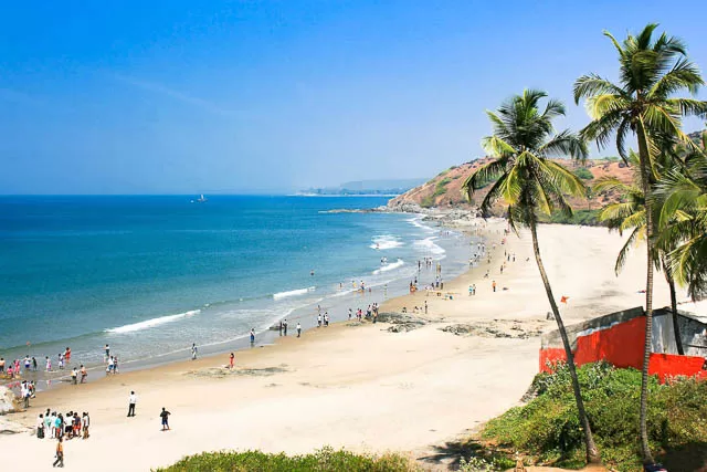 palm trees near a beach in goa