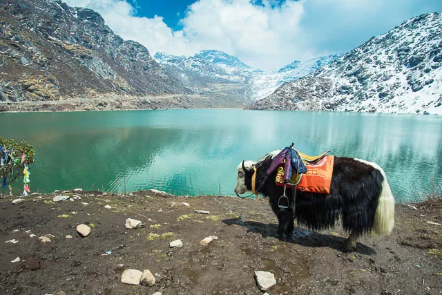 yak at the tsangmo lake in sikkim