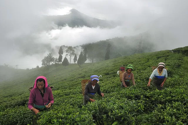 workers plucking tea leaves in a garden amidst clouds in darjeeling west bengal india