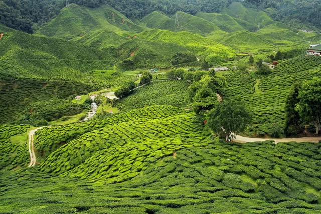 narrow small road in between the tea gardens in darjeeling west bengal india