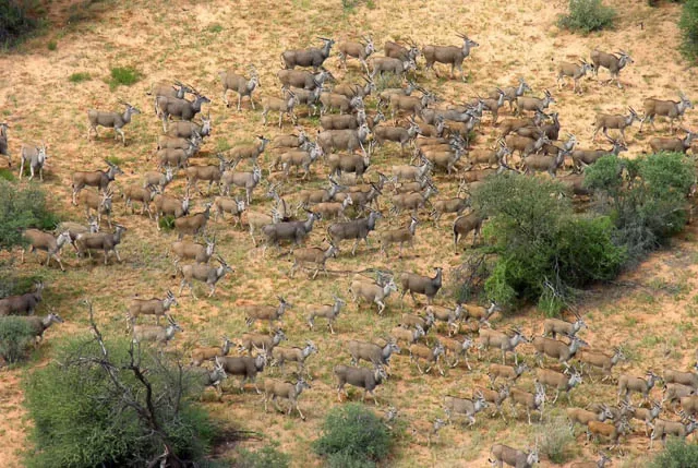 herd of eland in kgalagadi transfrontier park