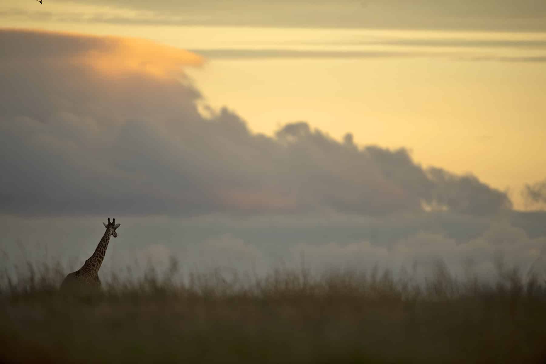 Masai Mara National Reserve