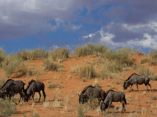 blue wildebeest group grazing in kgalagadi transfrontier park