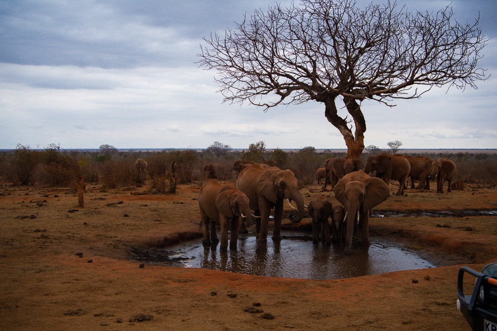 Tsavo national park