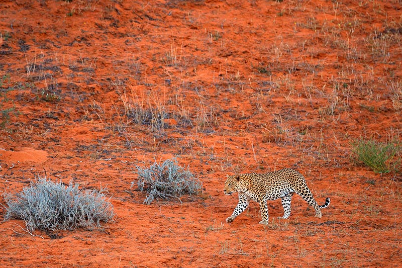 Central kalahari game reserve leopard