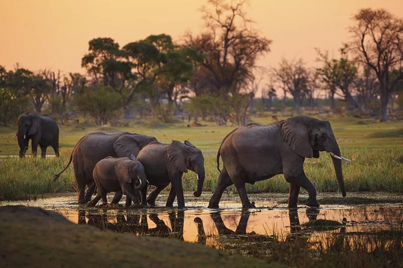 Okavango delta elephants