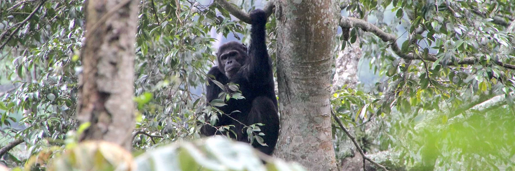 Nyungwe chimpanzee safaris