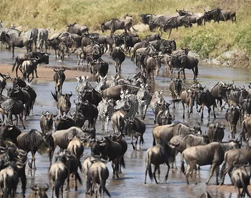 Grumeti national park safari